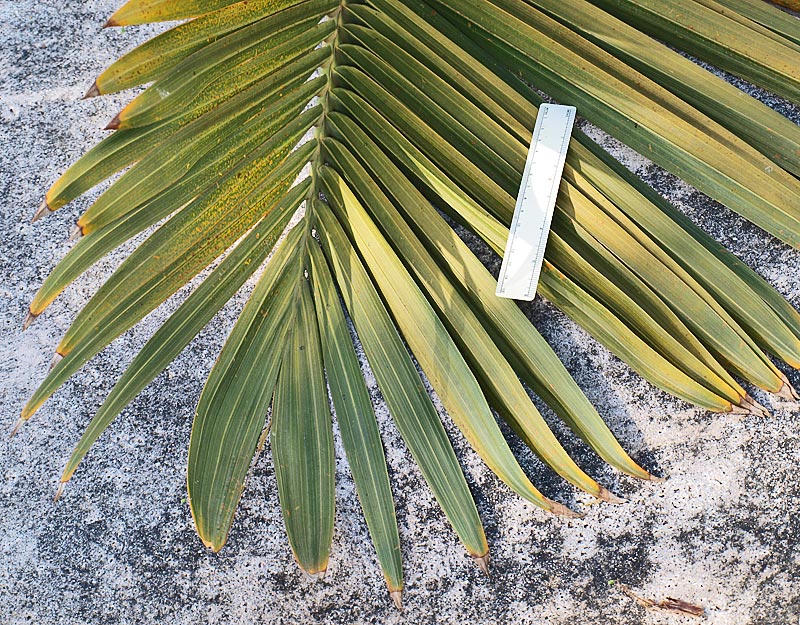   Hyophorbe verschaffeltii  leaf tip 