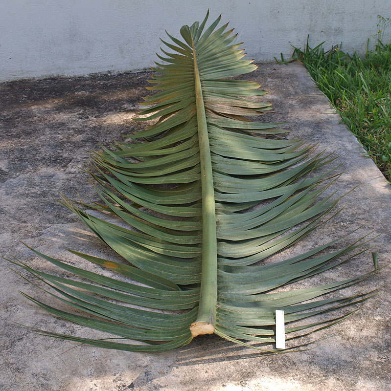   Hyophorbe verschaffeltii  leaf 