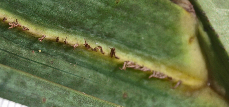   Hyophorbe verschaffeltii  ramenta along midrib 