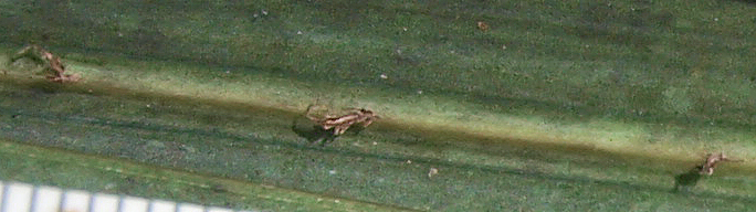   Hyophorbe verschaffeltii  closer view of hairs along midrib (mm scale) 