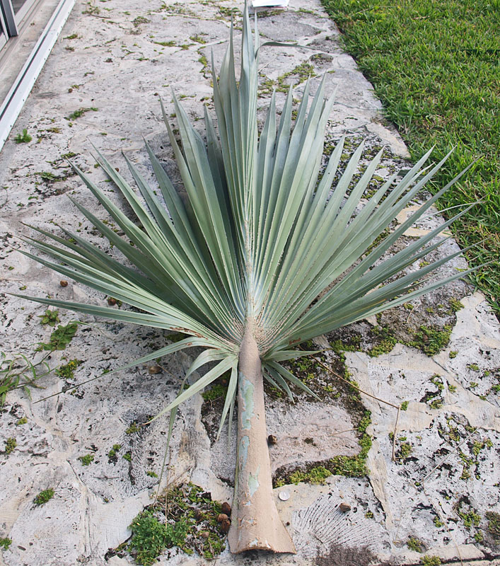   Latania loddigesii  leaf under side 