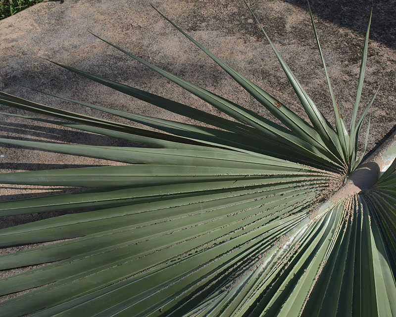   Latania loddigesii  leaf under side with tomentum 