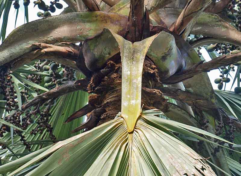   Latania loddigesii  leaf showing hastula 
