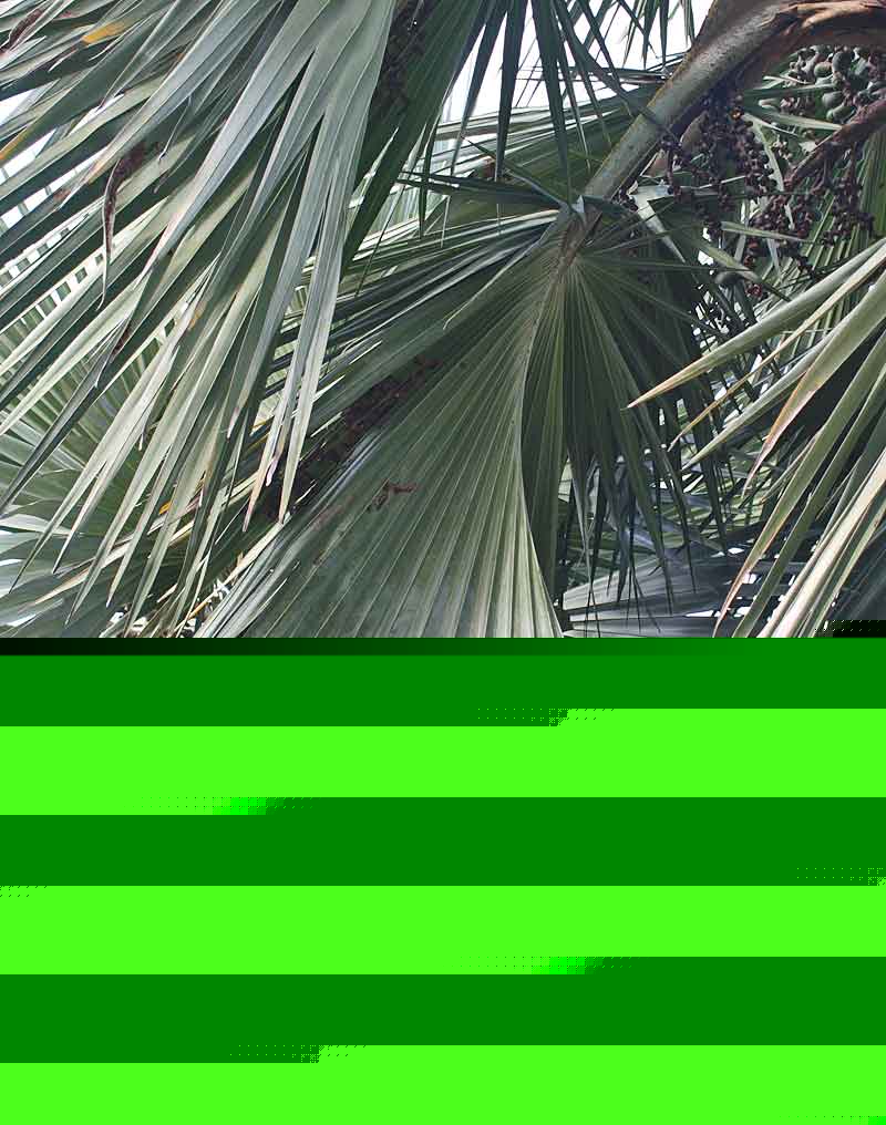   Latania loddigesii  leaf 