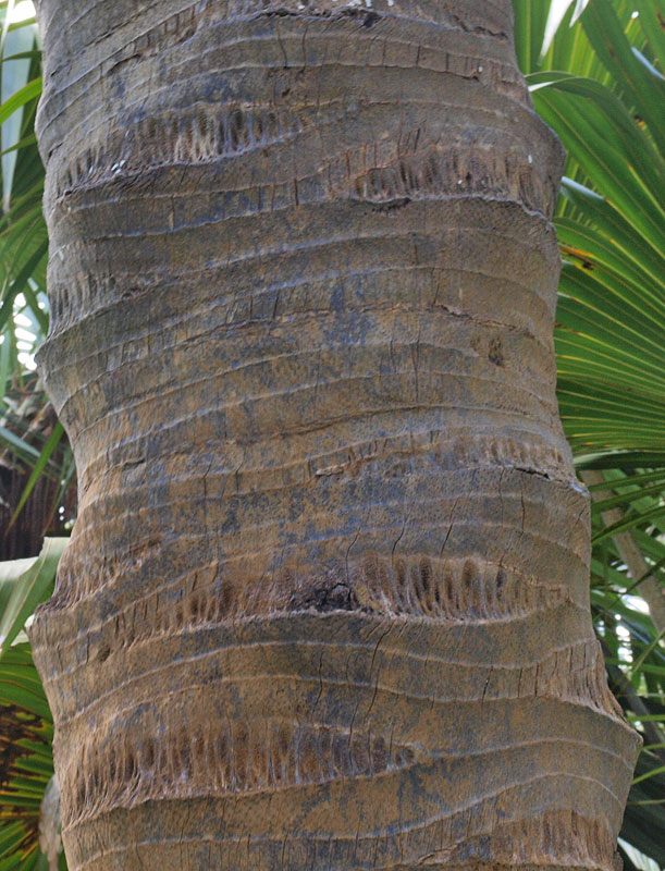   Latania loddigesii  stem 