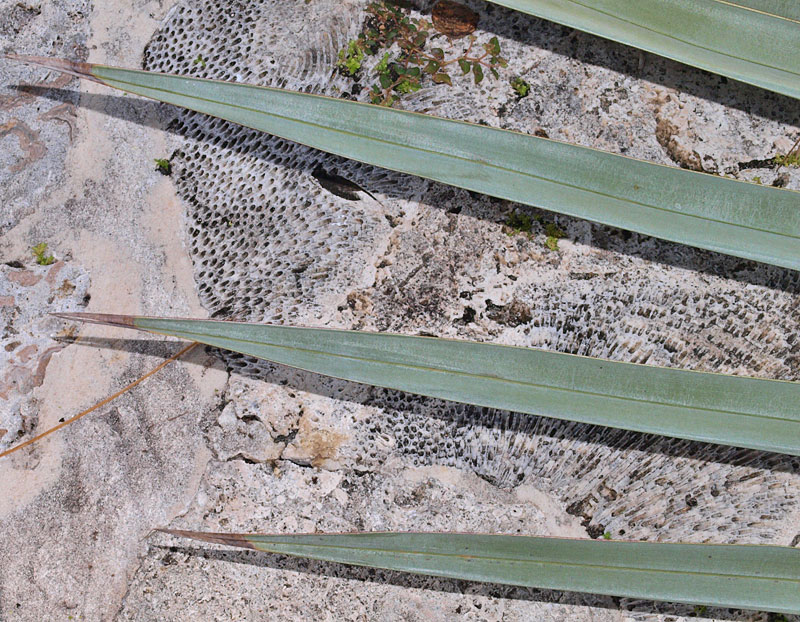   Latania loddigesii  leaf segment tips 