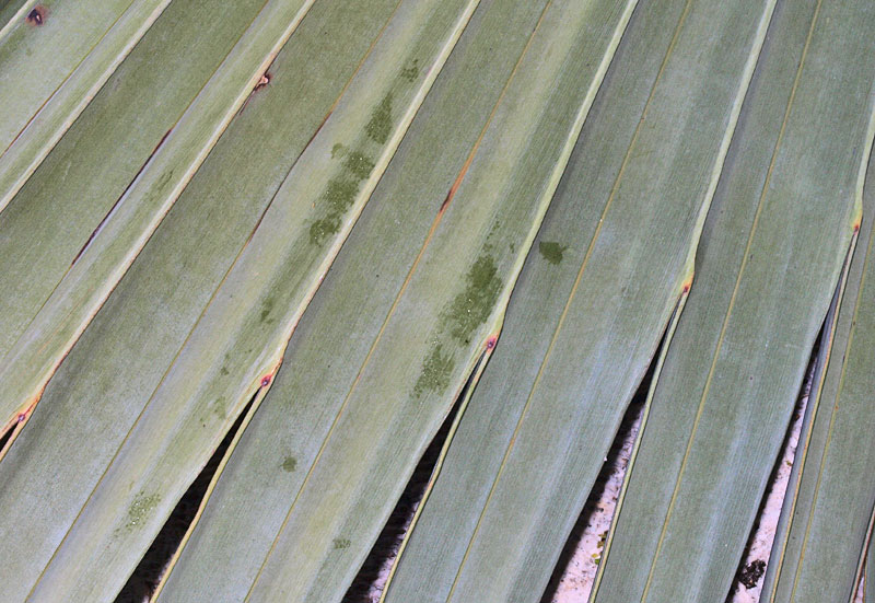   Latania loddigesii  leaf segments 