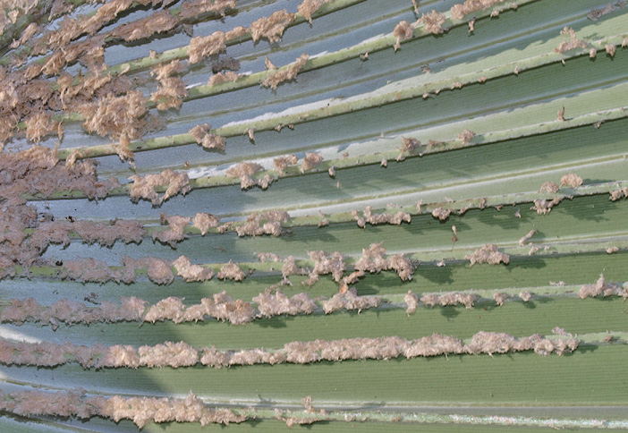   Latania loddigesii  leaf with close view of tomentum 