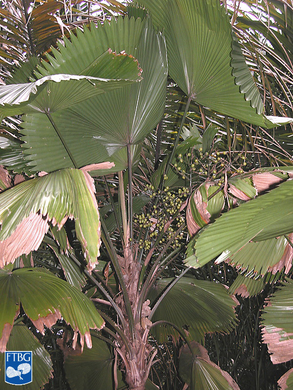   Licuala grandis  with immature fruit. Photograph courtesy of Fairchild Tropical Botanical Garden, Guide to Palms  http://palmguide.org/index.php  