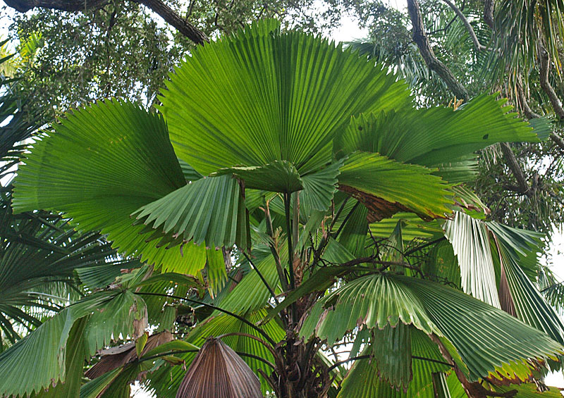   Licuala grandis  canopy 