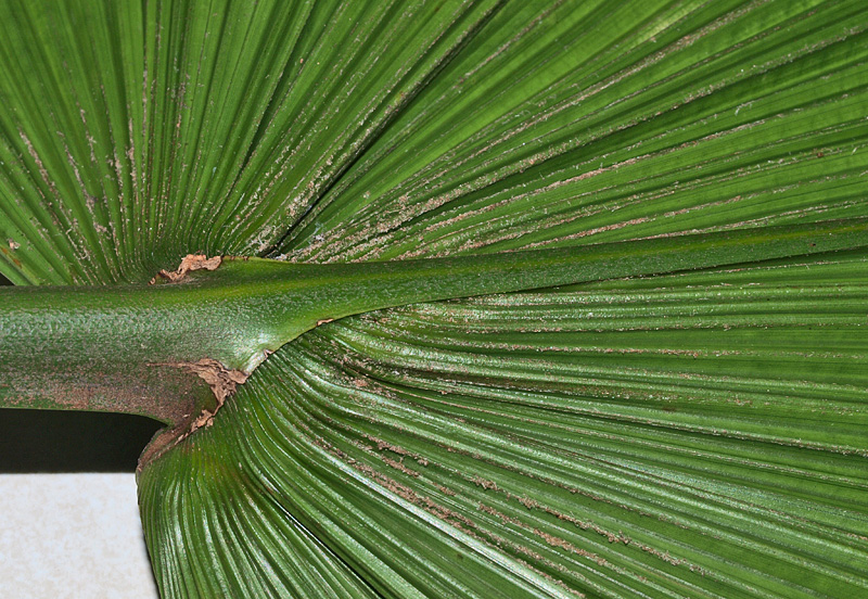   Licuala grandis  abaxial leaf with costa 