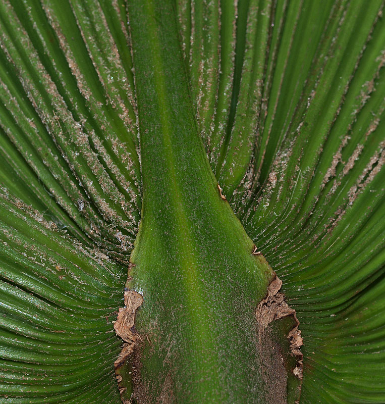   Licuala grandis  abaxial leaf with costa and tomentum 