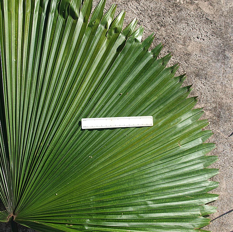   Licuala grandis  leaf 