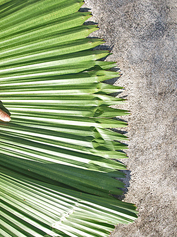   Licuala grandis  leaf with closer view of leaf segment tips 