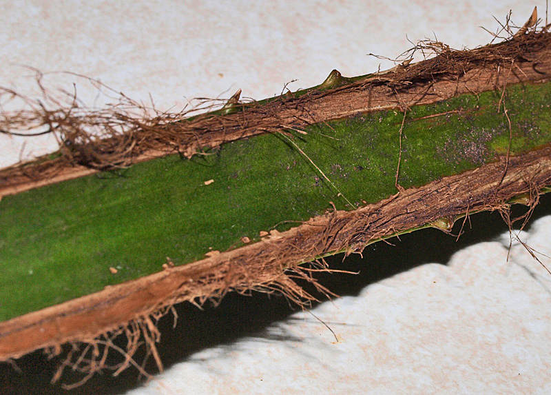   Licuala grandis  petiole with fibers 