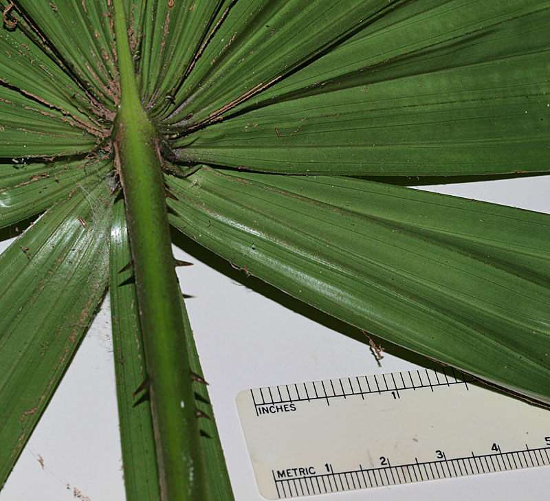   Licuala spinosa  abaxial leaf blade and petiole with spines 