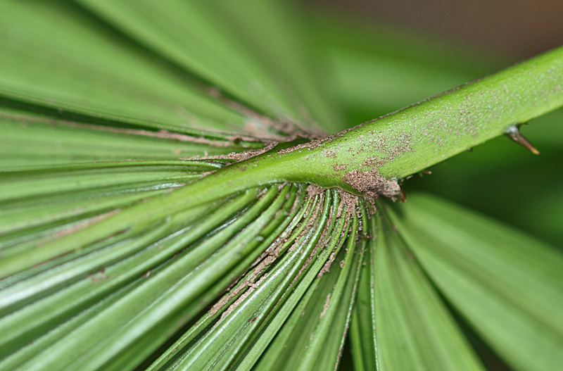   Licuala spinosa  abaxial leaf blade with costa and tomentum 