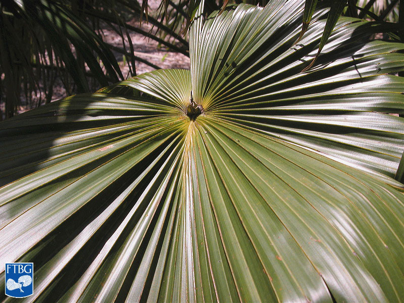   Livistona australis  leaf. Photograph courtesy of Fairchild Tropical Botanical Garden, Guide to Palms  http://palmguide.org/index.php  