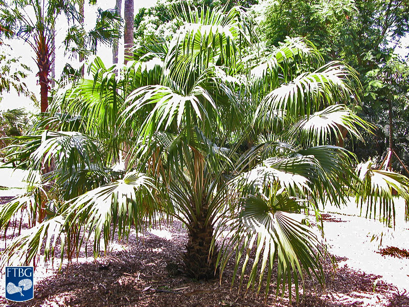   Livistona australis  habit. Photograph courtesy of Fairchild Tropical Botanical Garden, Guide to Palms  http://palmguide.org/index.php  