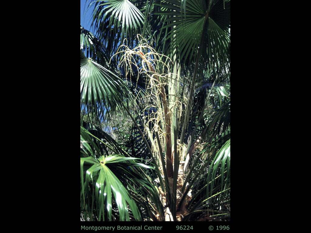   Livistona australis  young palm with inflorescence. (MBC photo: 981800-GD01) Photograph courtesy of Montgomery Botanical Center  http://www.montgomerybotanical.org/  