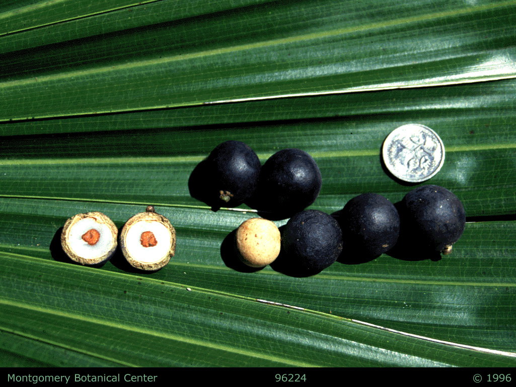   Livistona australis  fruit. (MBC photo: 96224r) Photograph courtesy of Montgomery Botanical Center  http://www.montgomerybotanical.org/  