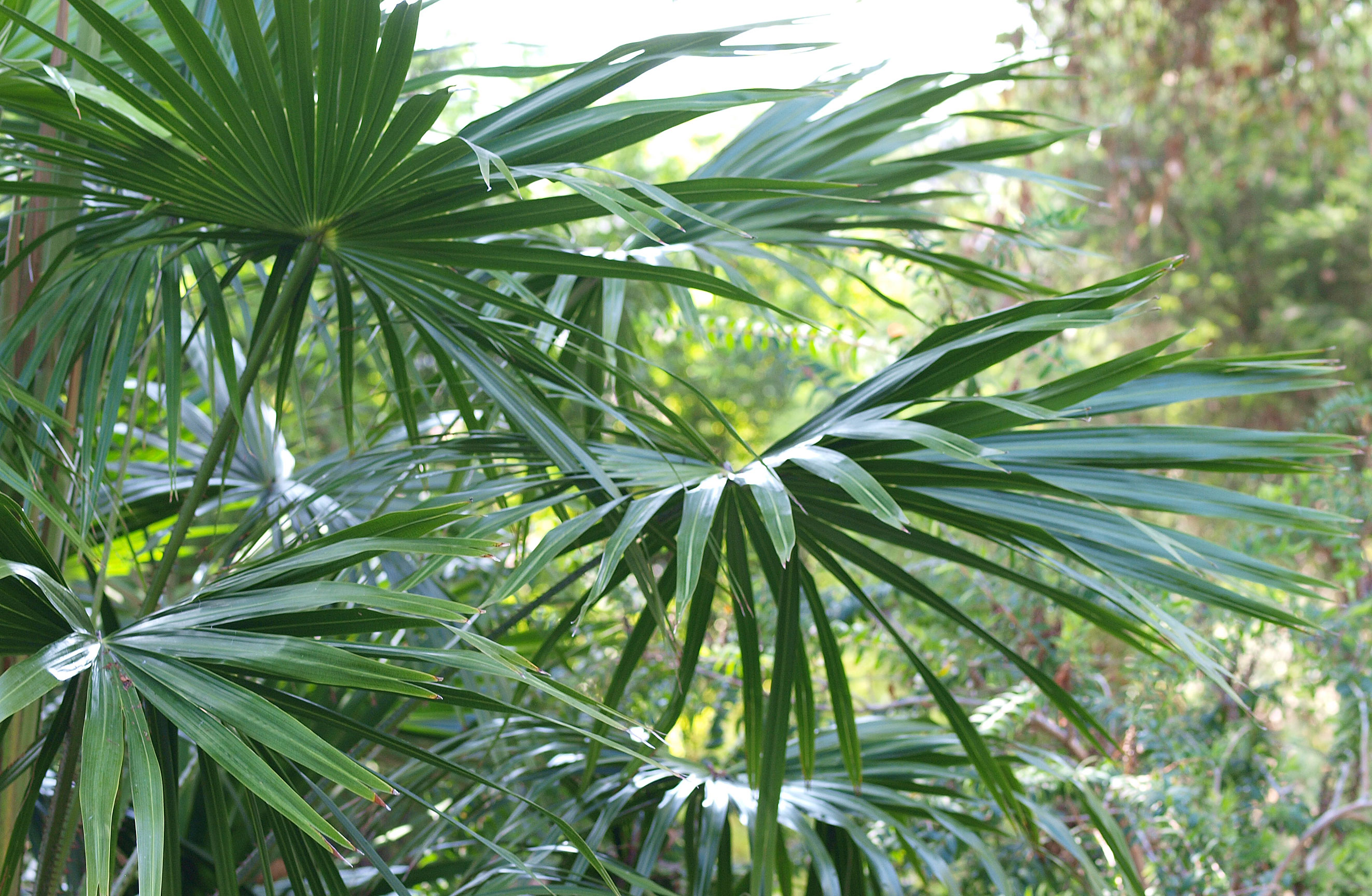   Livistona australis  leaf canopy 