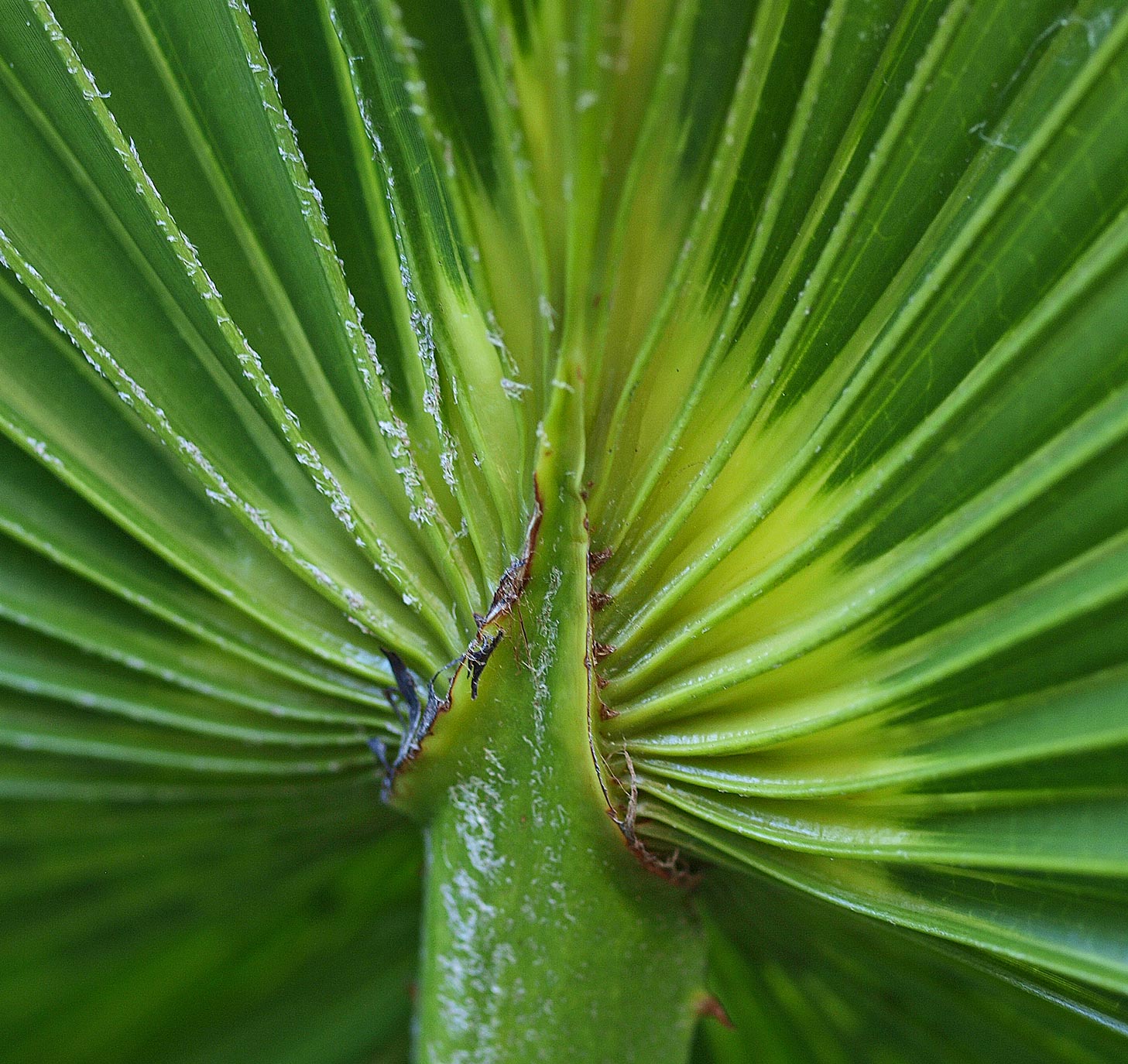   Livistona australis  abaxial leaf with costa 