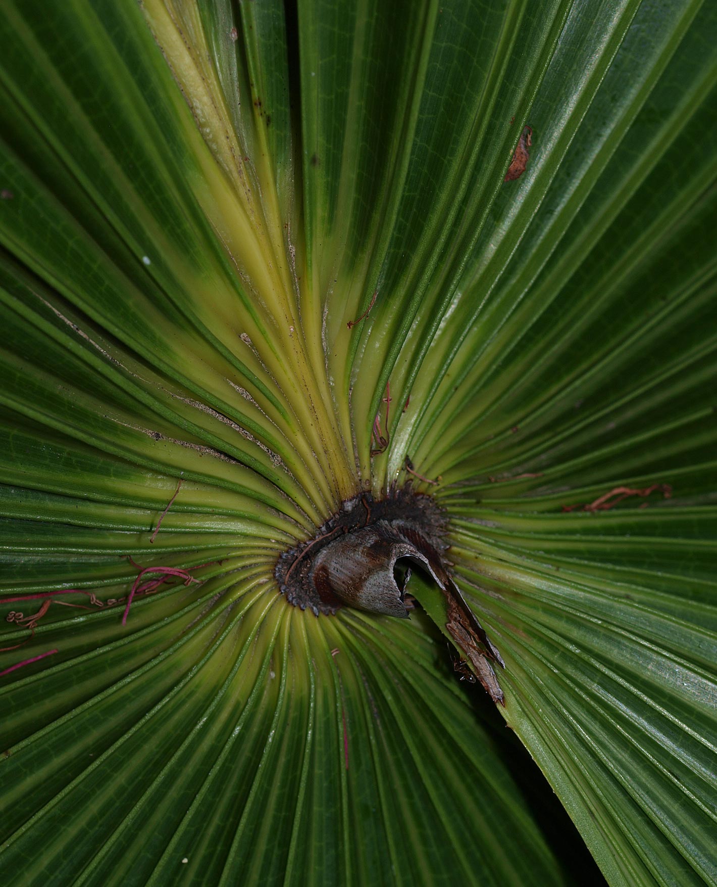   Livistona australis  adaxial leaf with hastula 