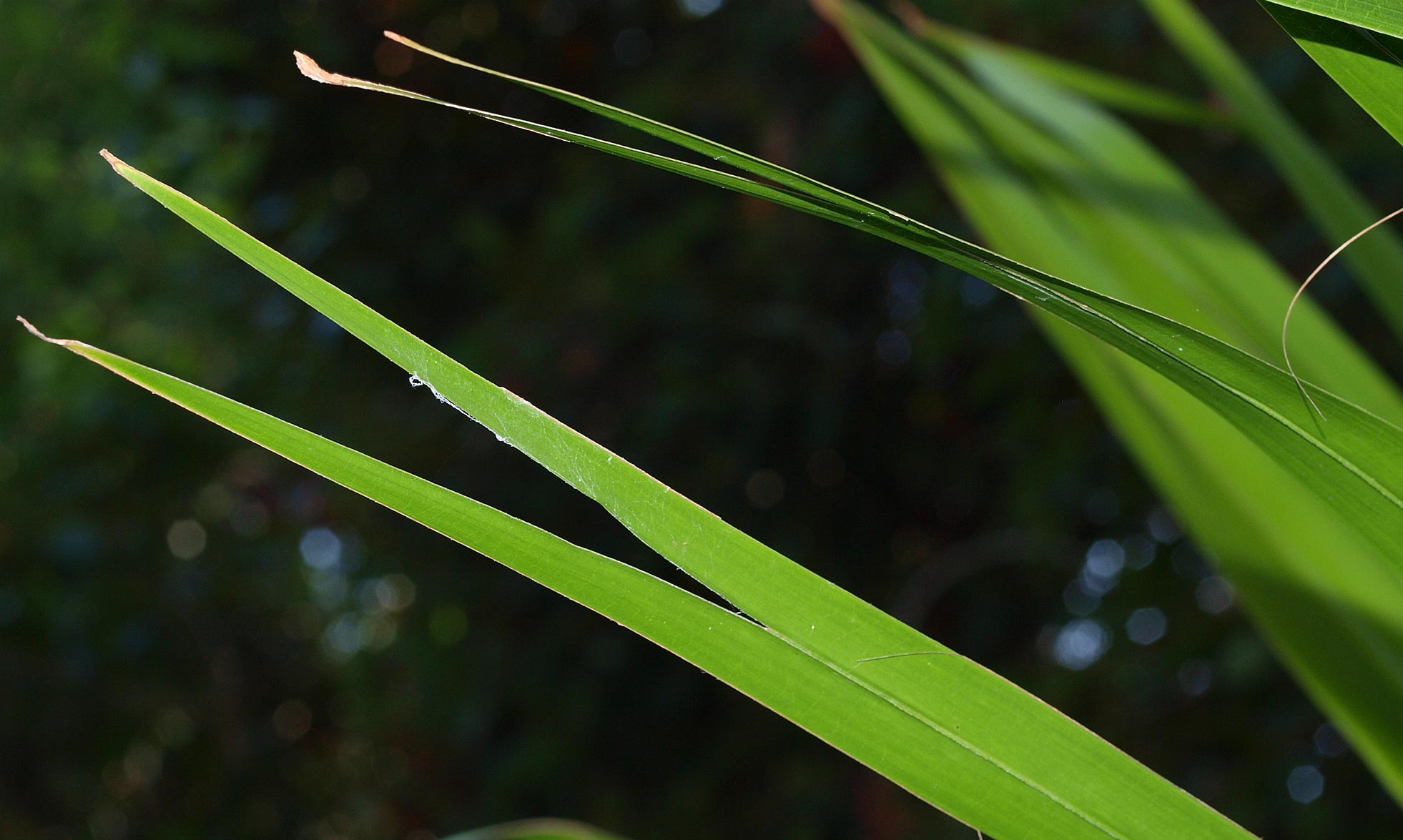   Livistona australis  bifid leaf tips 