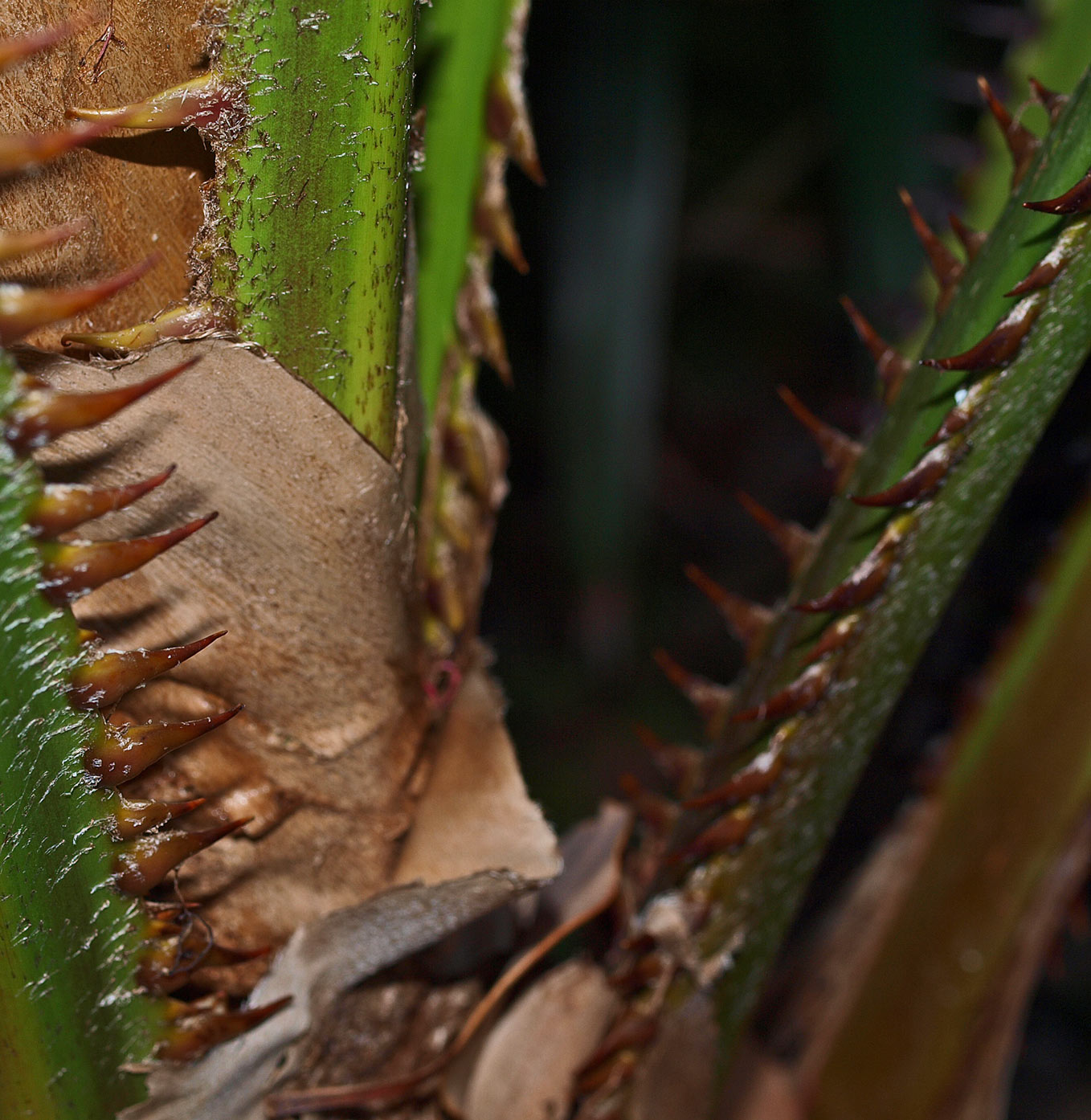   Livistona australis  petiole armed with spines 