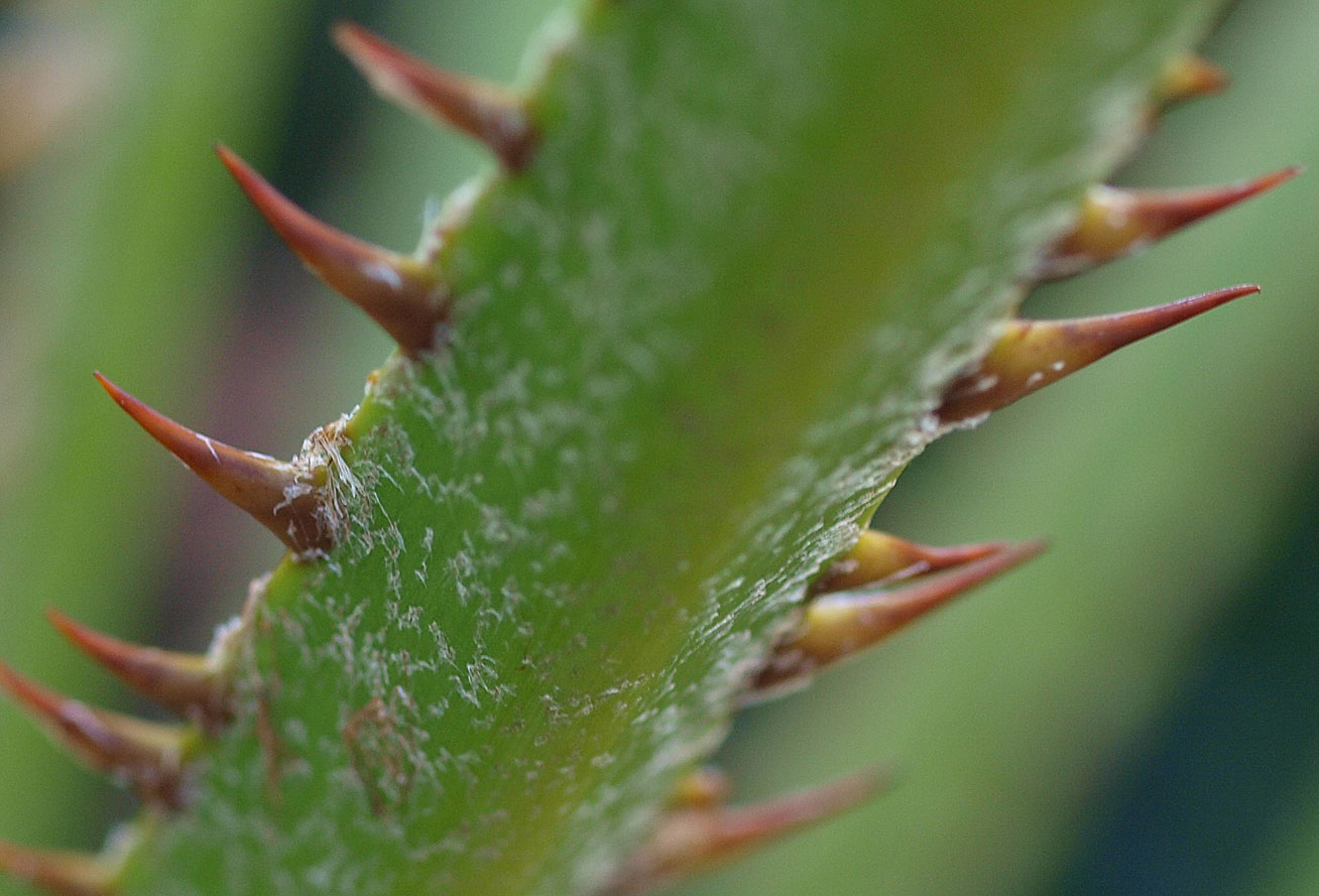   Livistona australis  petiole armed with spines 