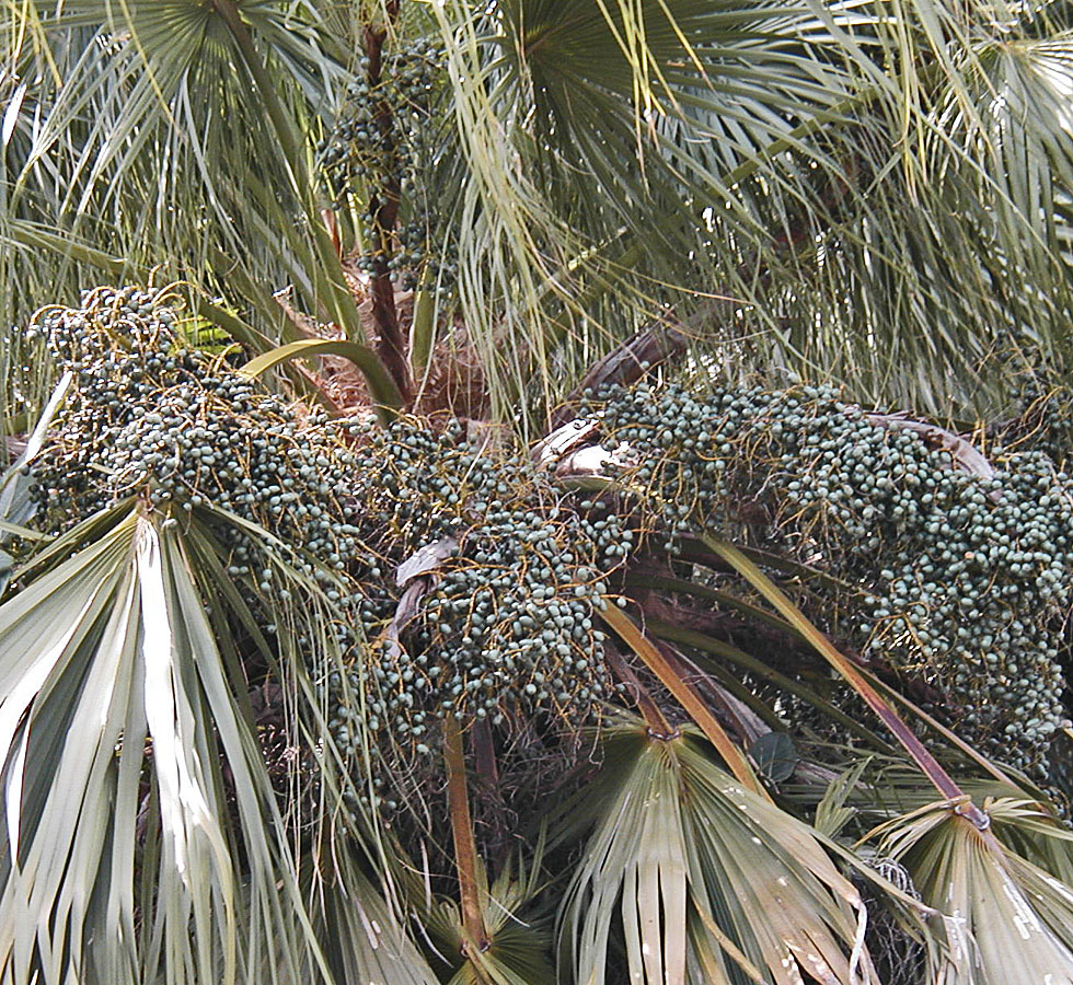   Livistona chinensis  with fruit 
