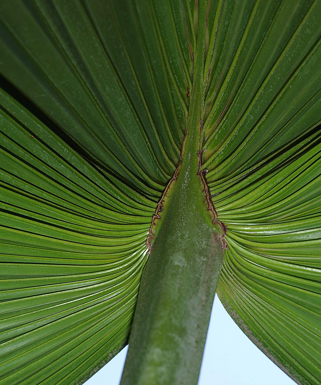   Livistona chinensis  abaxial costa 