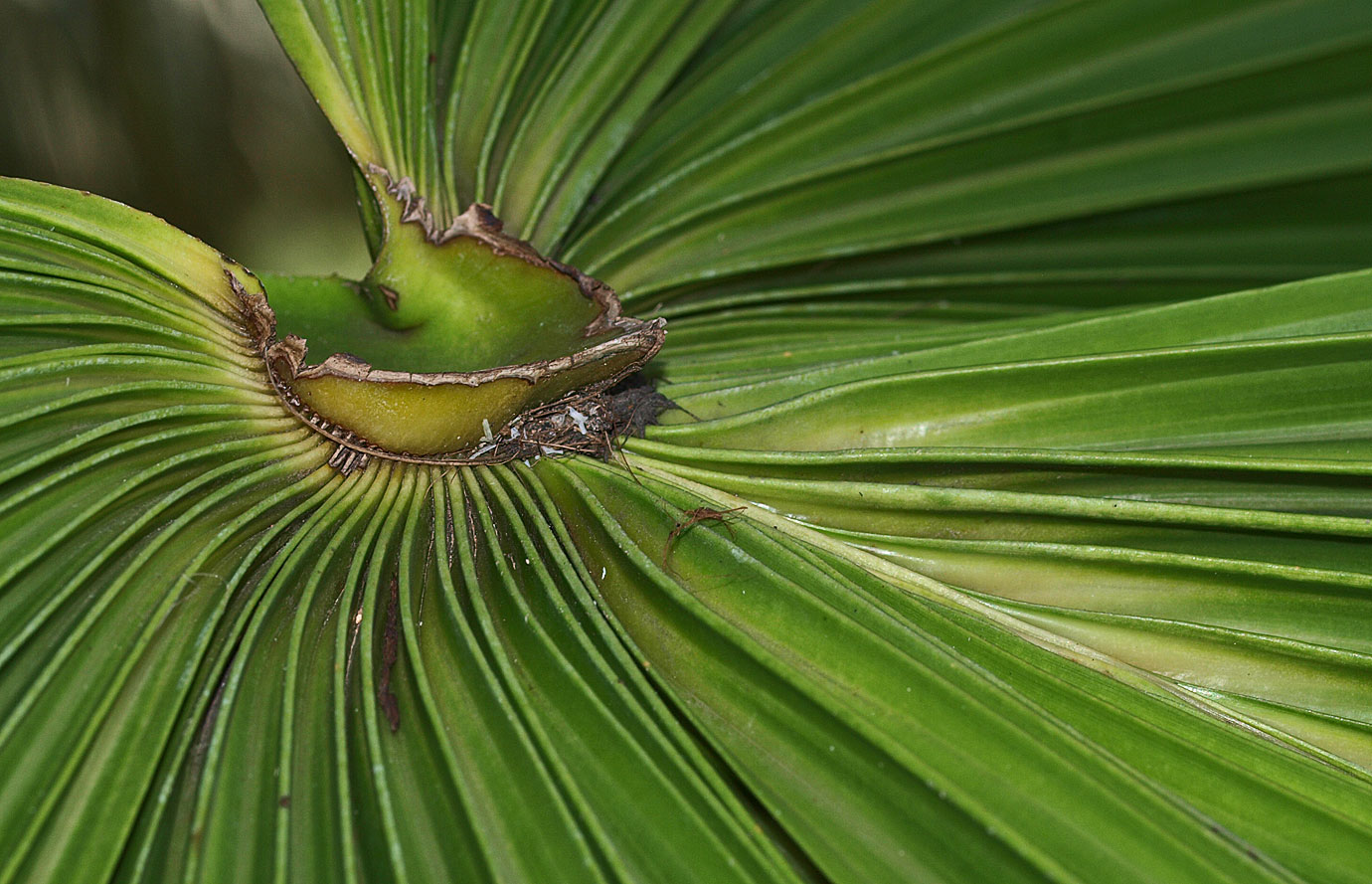   Livistona chinensis  adaxial hastula 