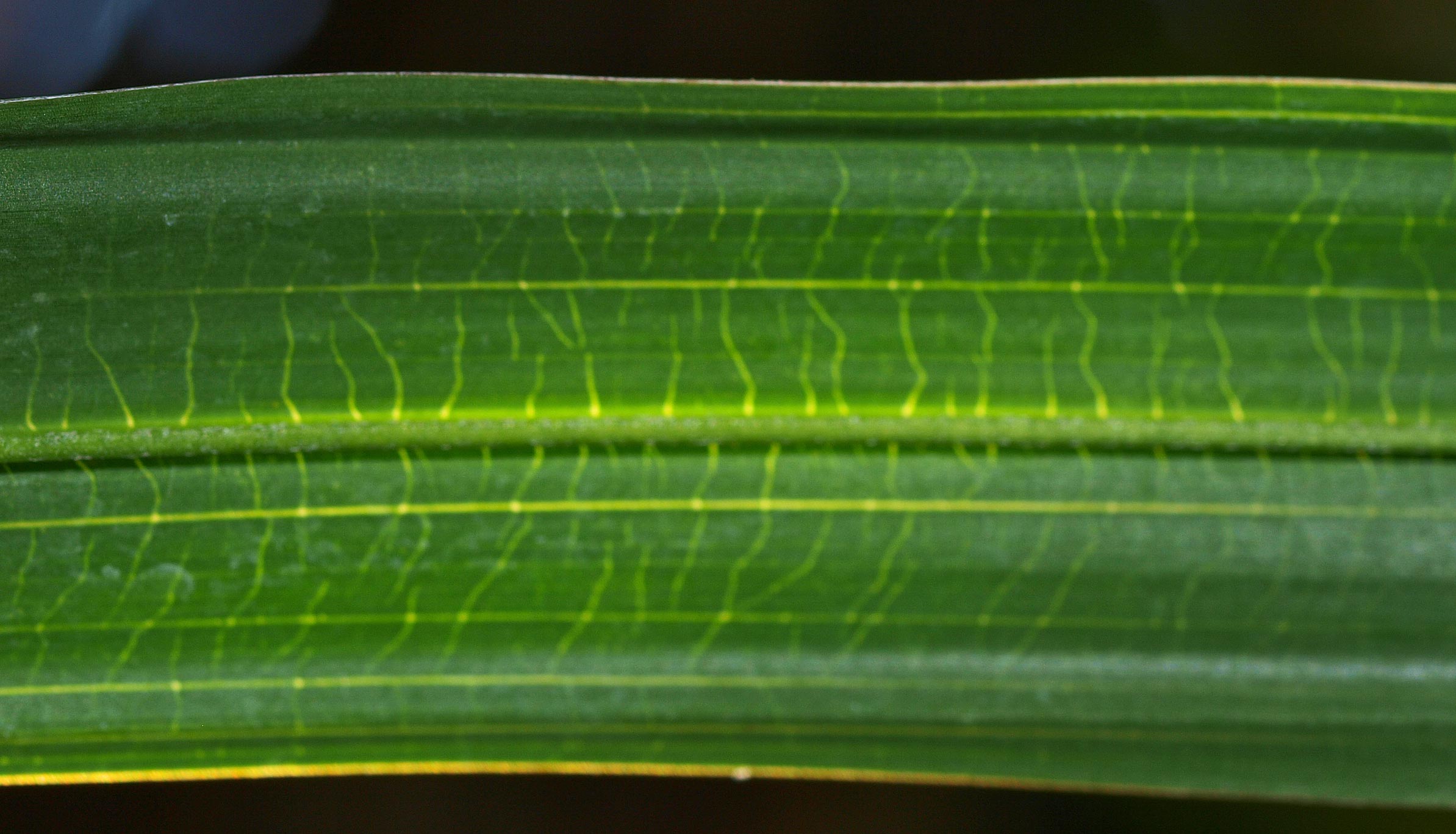   Livistona chinensis  with obvious transverse veinlets 