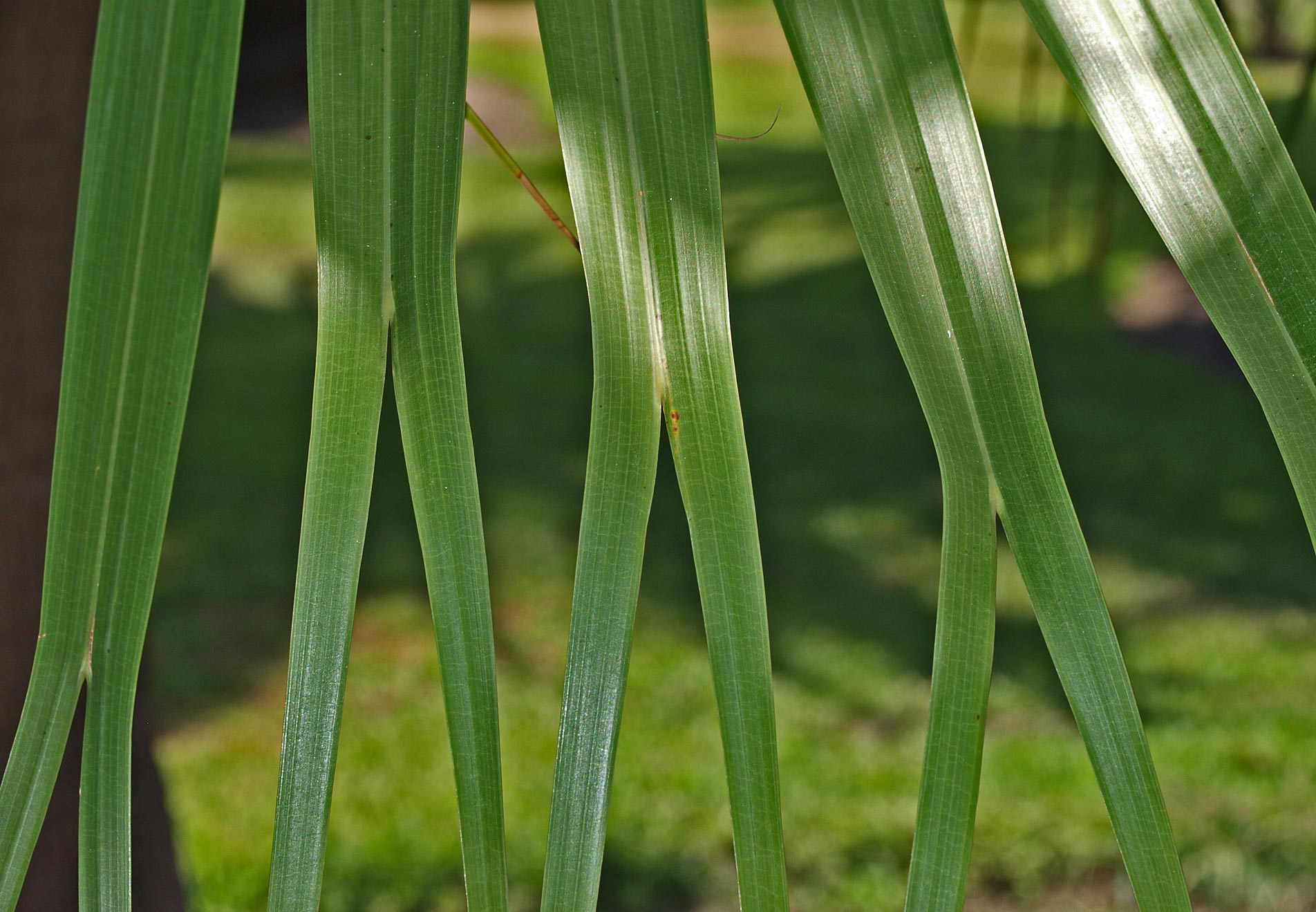   Livistona chinensis  bifid leaf segment tips 