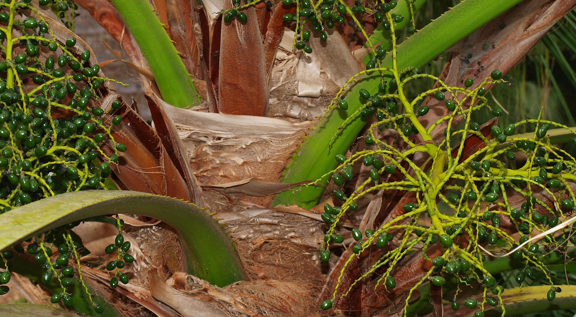   Livistona chinensis  closer view of stem with petioles, fibers and immature fruit 