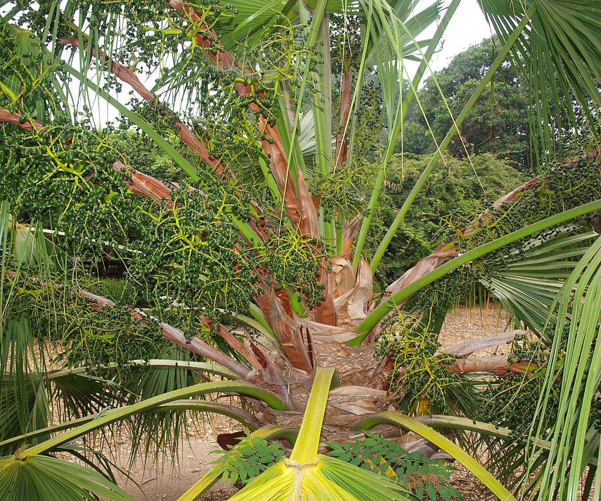   Livistona chinensis  stem with fibers and immature fruit 
