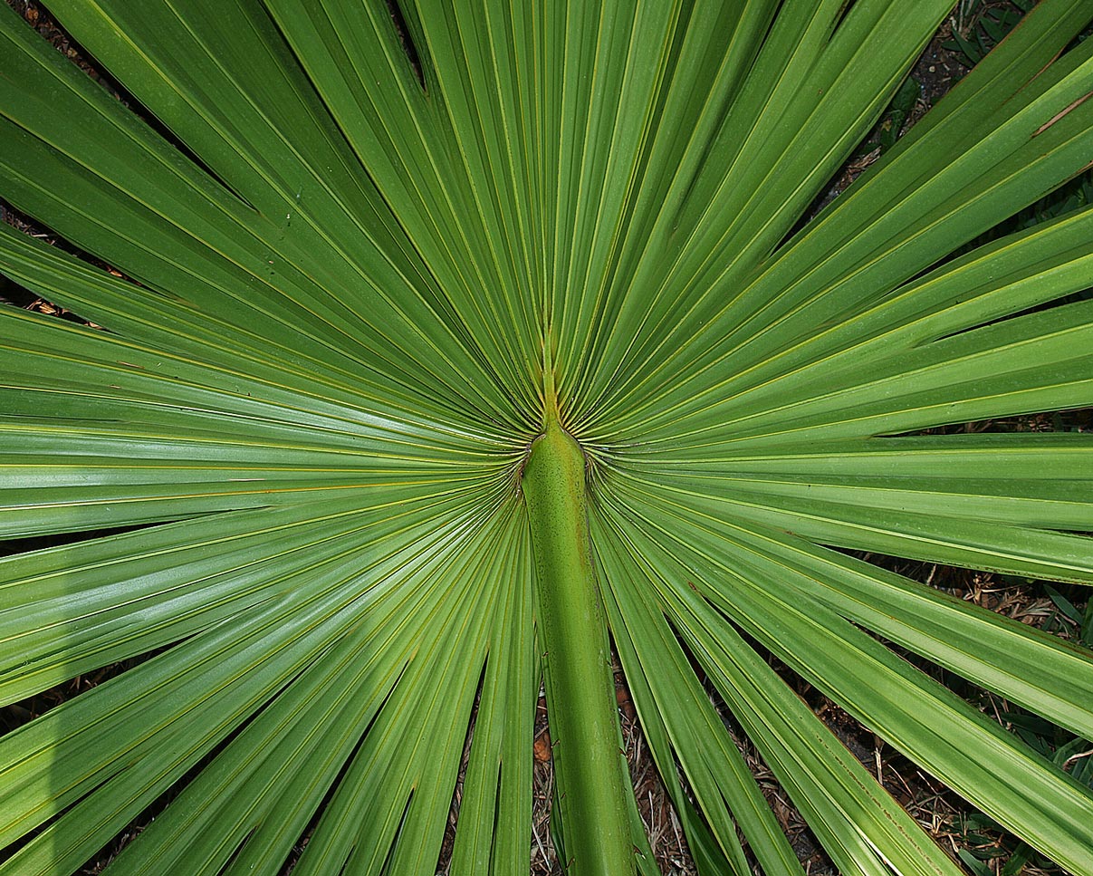   Livistona saribus  blade (abaxial view) 