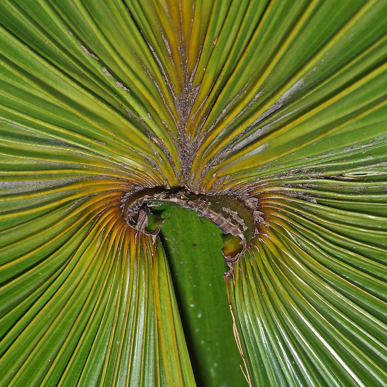   Livistona saribus  hastula (adaxial view) 