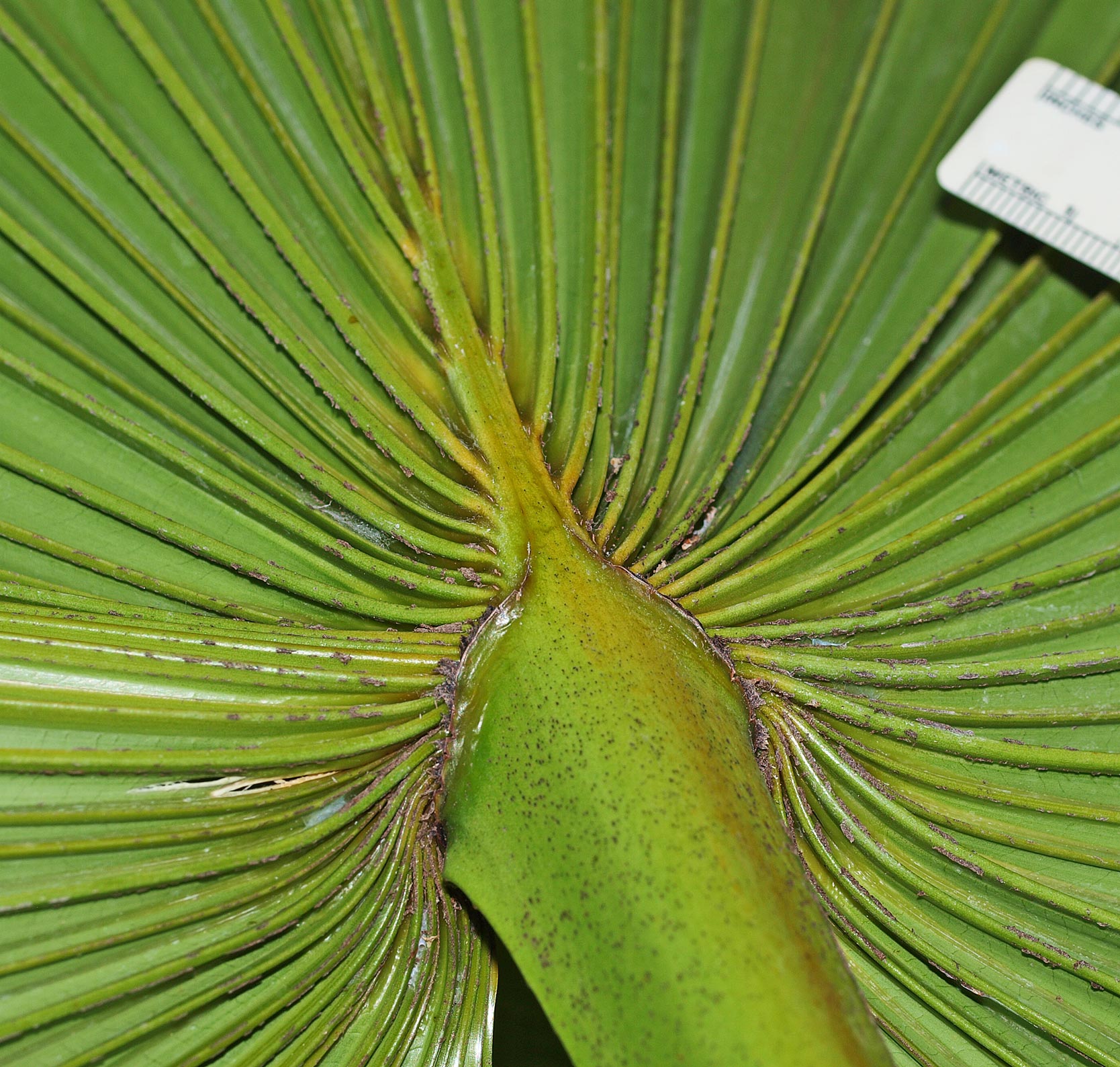   Livistona saribus  costa (abaxial view) 