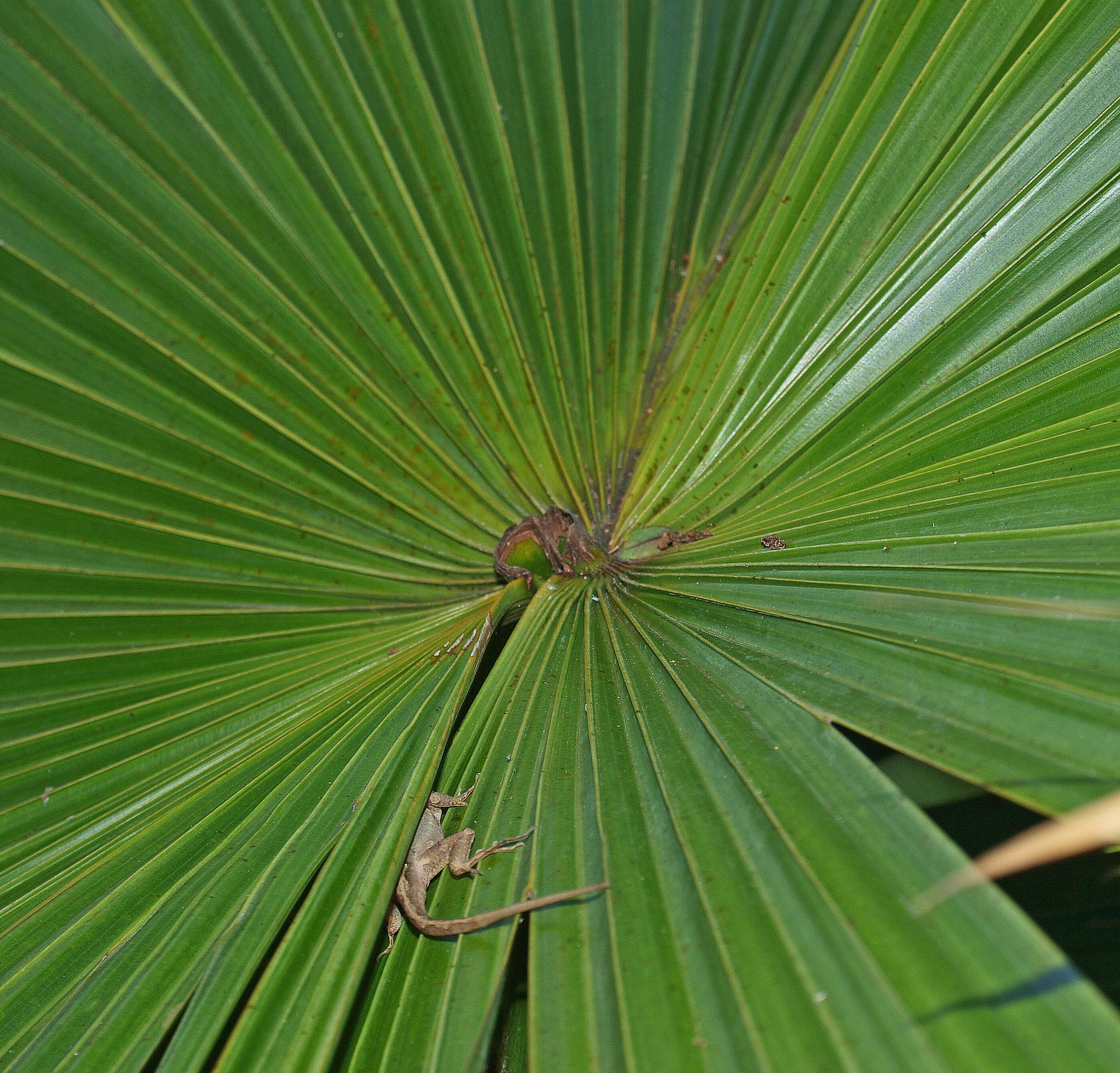   Livistona saribus  blade (adaxial view) 