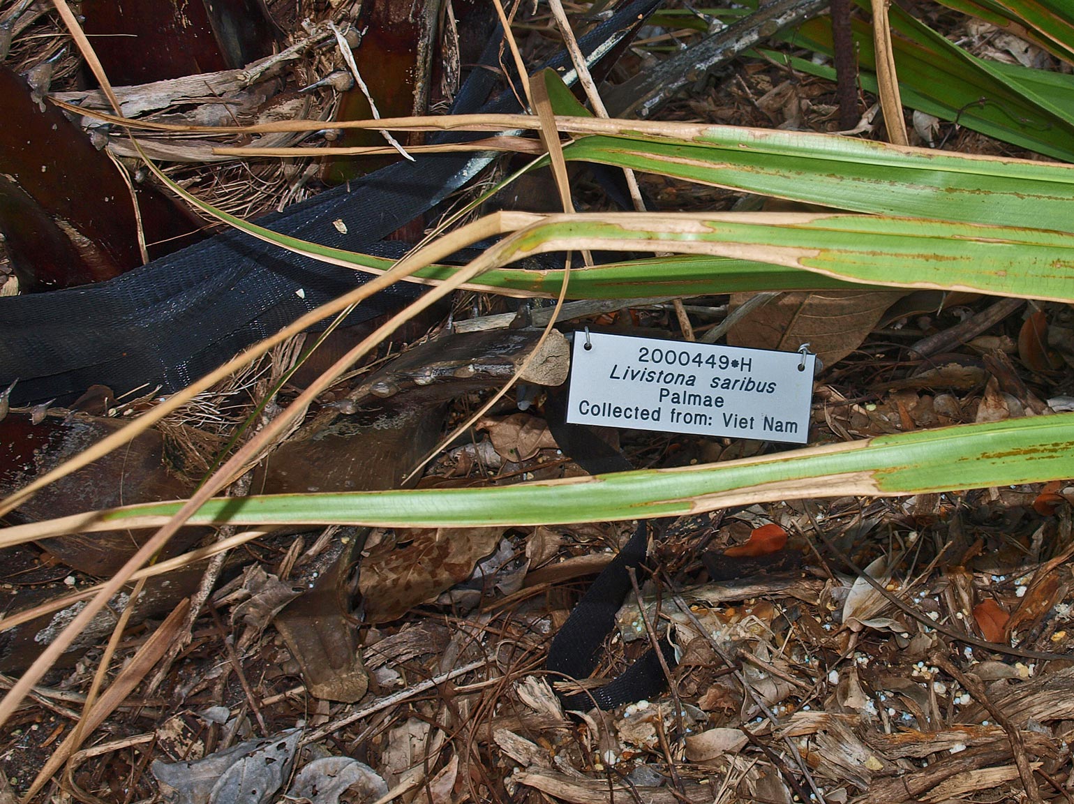   Livistona saribus  leaf tips 
