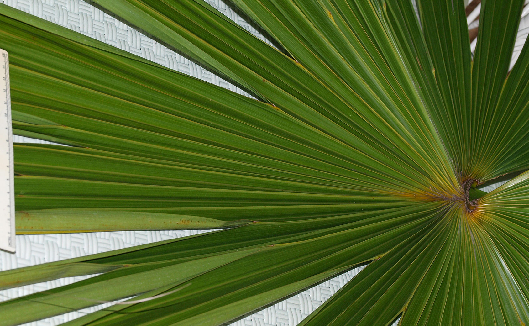   Livistona saribus  leaf blade 