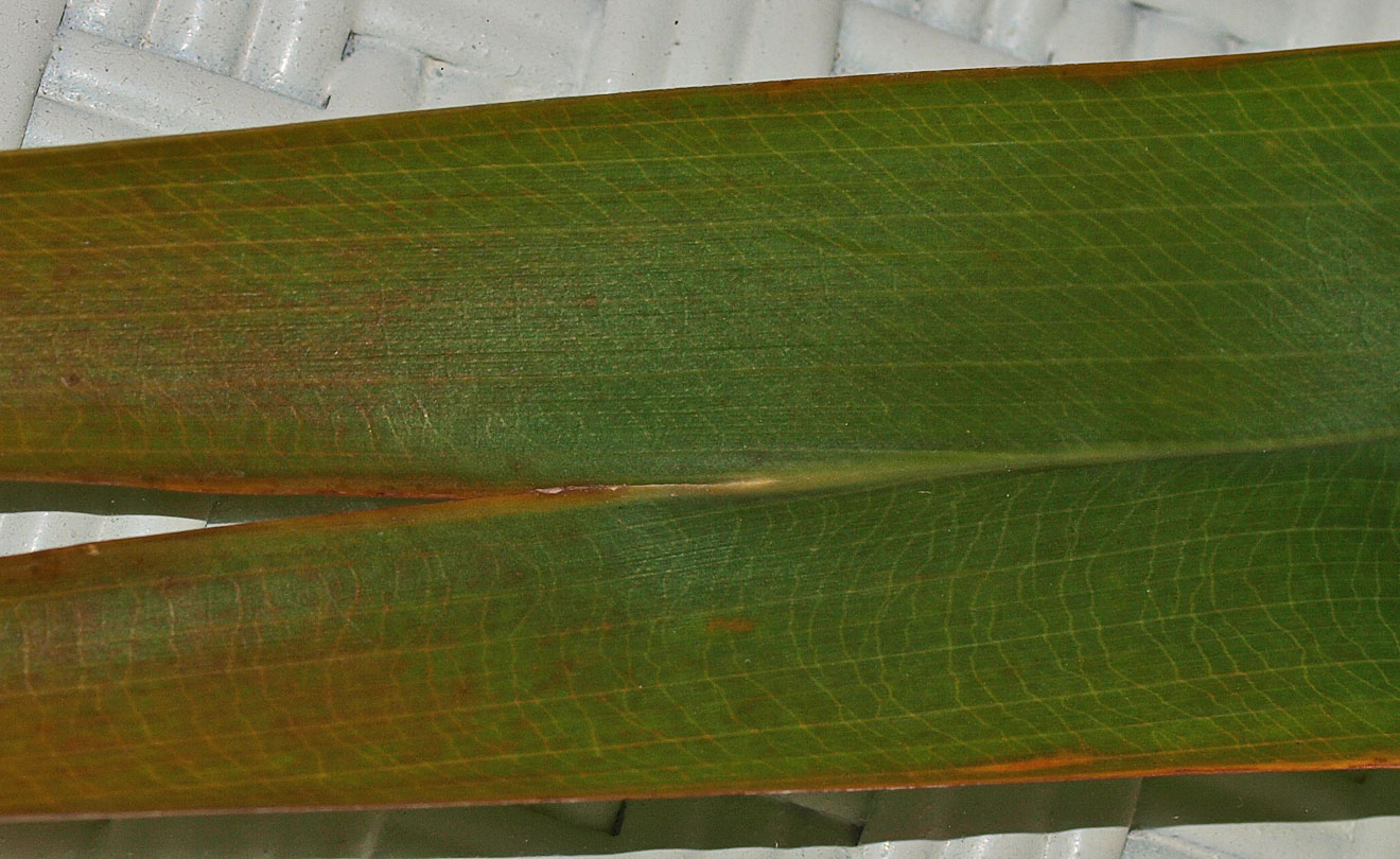   Livistona saribus  leaf transverse veinlets 