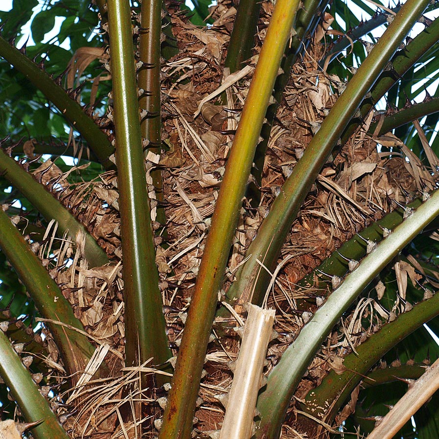   Livistona saribus  petioles with teeth 