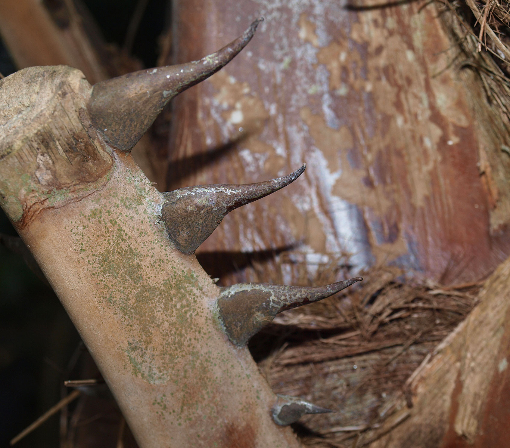   Livistona saribus  closer view of teeth 
