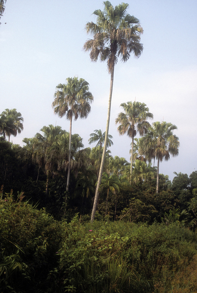   Livistona saribus  habit. Photograph courtesy of Scott Zona. 