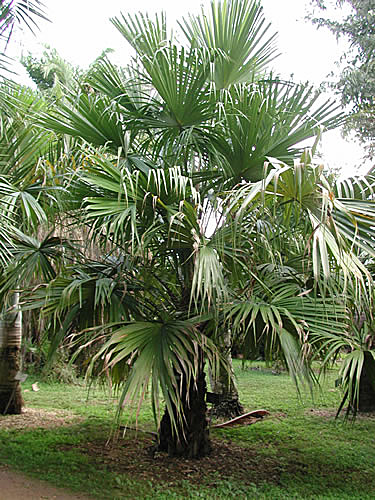   Livistona saribus  habit 