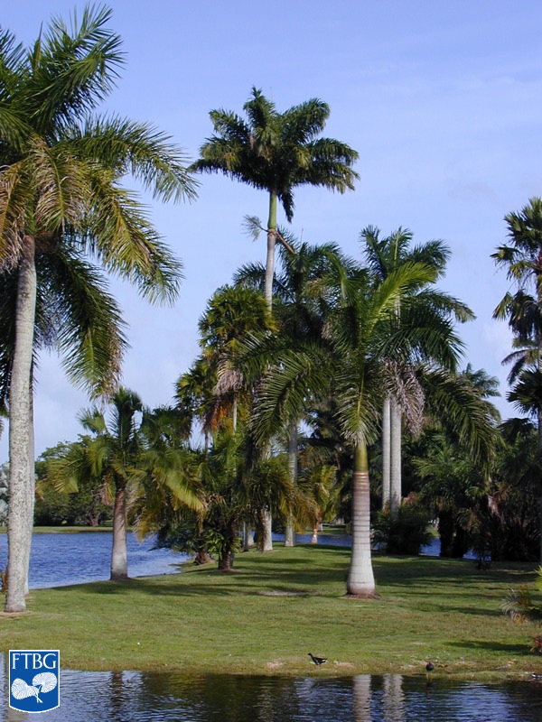   Roystonea oleracea.  Photograph courtesy of Fairchild Tropical Botanical Garden, Guide to Palms  http://palmguide.org/index.php  